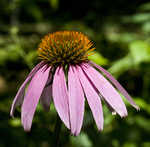 Eastern purple coneflower